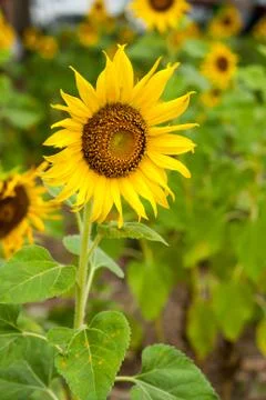 Sunflower in the field Stock Photos