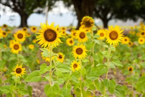Sunflower in the field Stock Photos