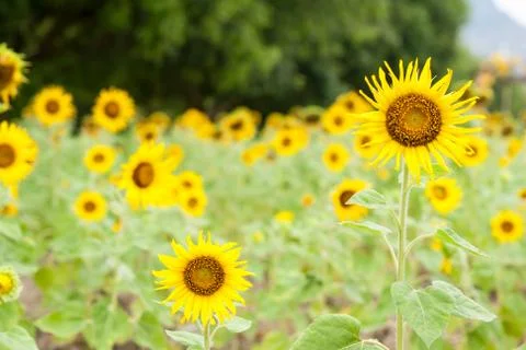 Sunflower in the field Stock Photos