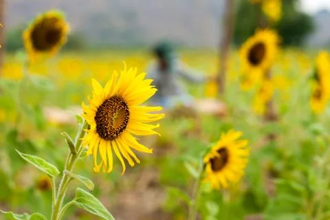 Sunflower in the field Stock Photos