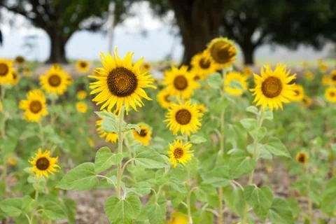 Sunflower in the field Stock Photos