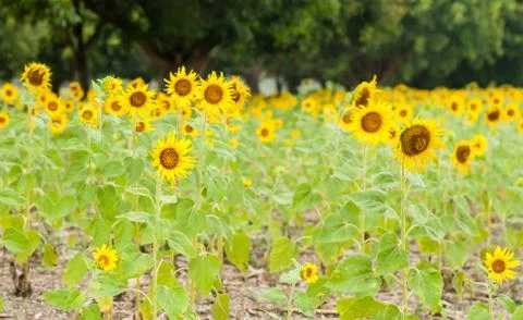 Sunflower in the field Stock Photos