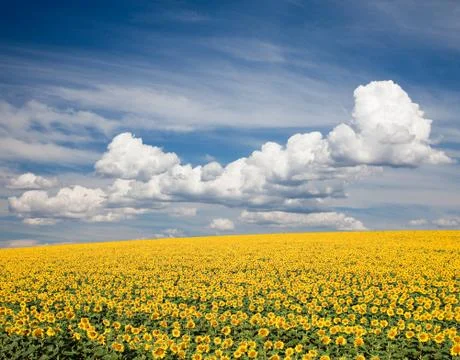 Sunflower field Stock Photos