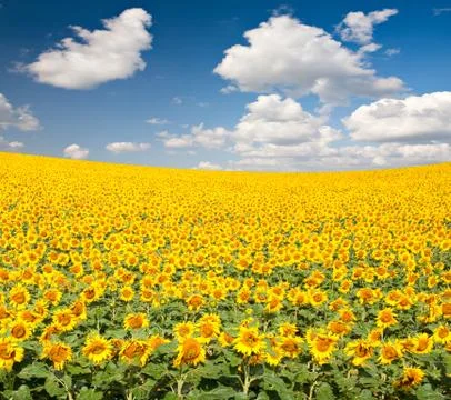 Sunflower field Stock Photos