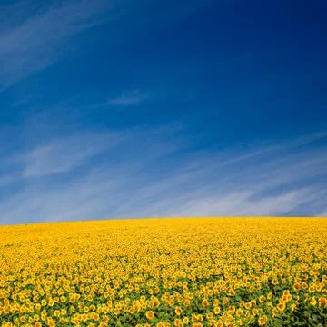 Sunflower field Stock Photos