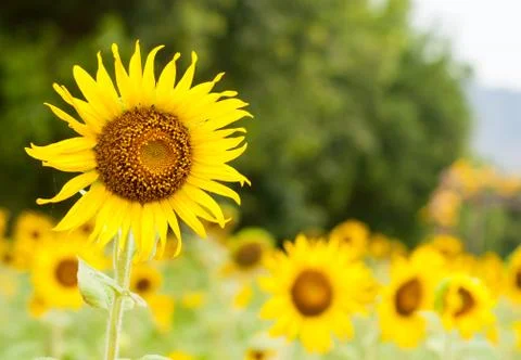 Sunflower in the field Stock Photos