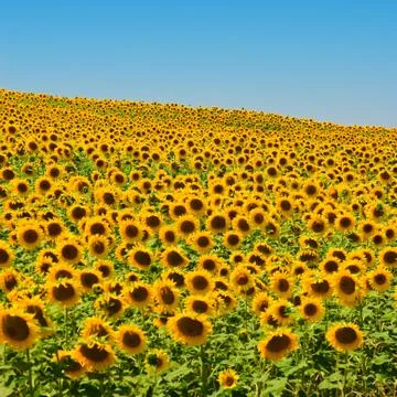 Sunflower Field Stock-Fotos