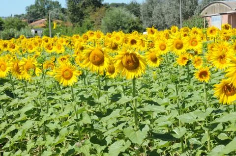 Sunflower field Stock Photos