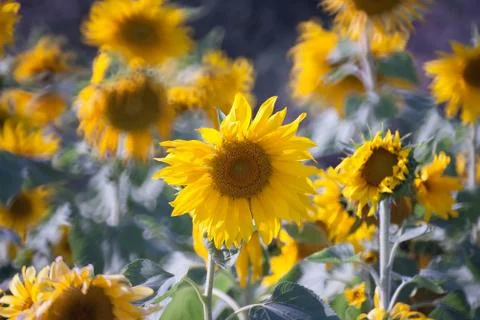 Sunflower field. Stock Photos