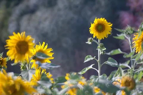 Sunflower field. Stock Photos