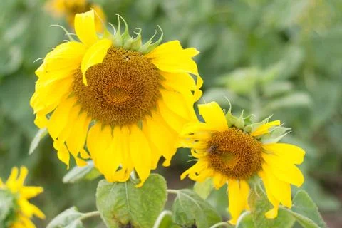 Sunflower field. Stock Photos