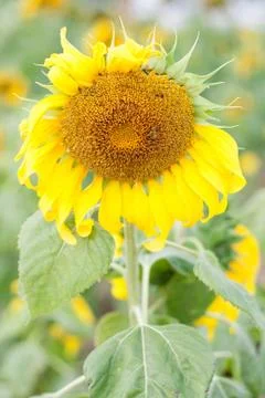 Sunflower field. Stock Photos