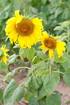 Sunflower field. Stock Photos