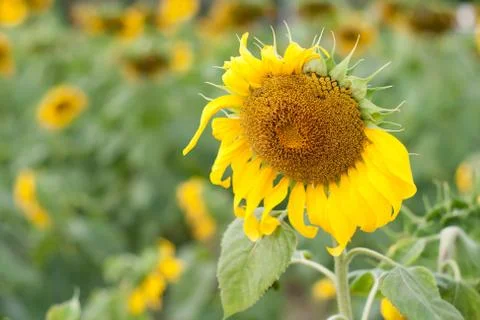 Sunflower field. Stock Photos