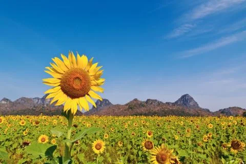 Sunflower field Stock Photos