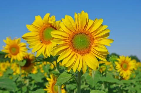 Sunflower field Stock Photos