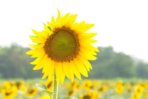 Sunflower field Stock Photos