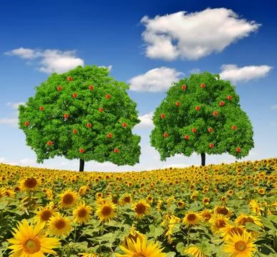 Sunflower field Stock Photos