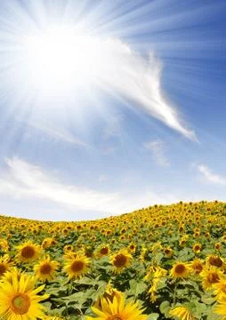Sunflower field  Stock Photos