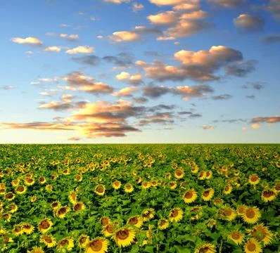 Sunflower field  Stock Photos