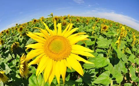Sunflower field  Foto stock