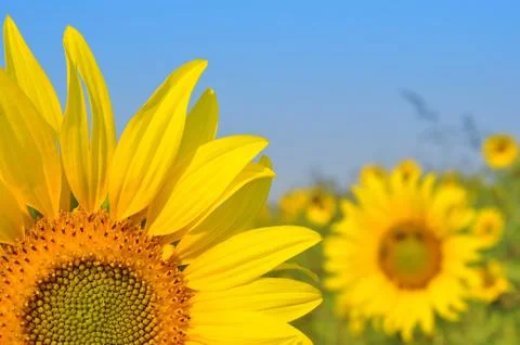 Sunflower field  Stock Photos