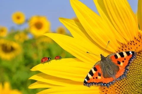 Sunflower field  Stock Photos