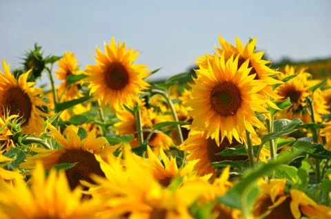 Sunflower field Stock Photos