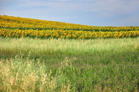 Sunflower field Stock Photos