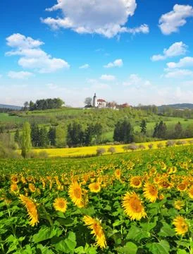  sunflower field  Stock Photos