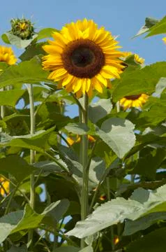 Sunflower in field Stock Photos