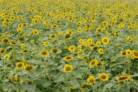 Sunflower field Stock Photos