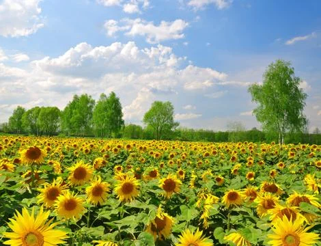 Sunflower field Stock Photos