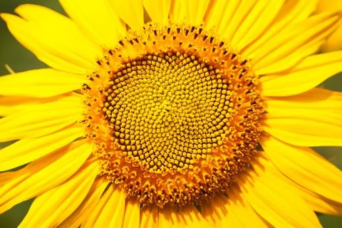 Sunflower field 스톡 사진