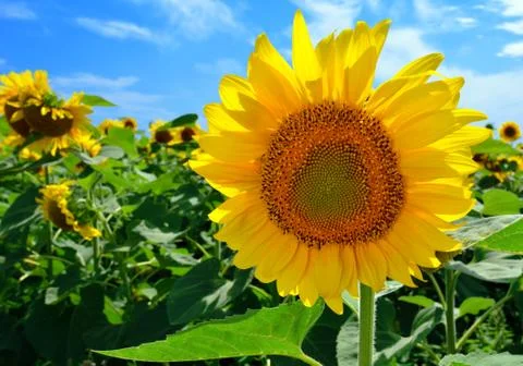 Sunflower in the field Stock Photos