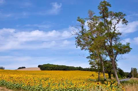 Sunflower field Stock Photos