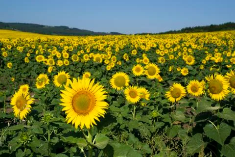 Sunflower field Stock Photos