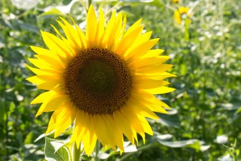 Sunflower in a field Stock Photos