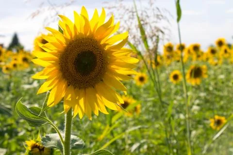 Sunflower in a field Stock Photos