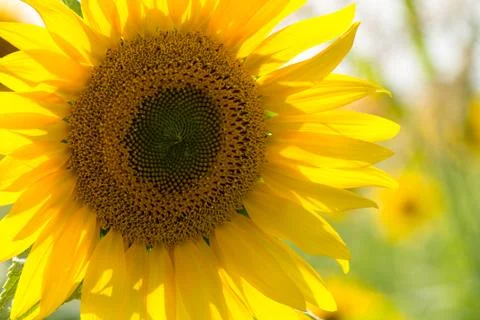 Sunflower in a field Stock Photos