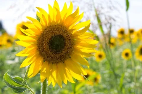 Sunflower in a field Stock Photos