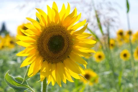 Sunflower in a field Stock Photos