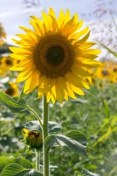 Sunflower in a field Stock Photos