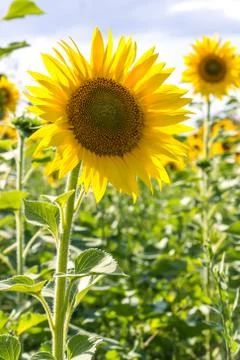 Sunflower in a field Stock Photos