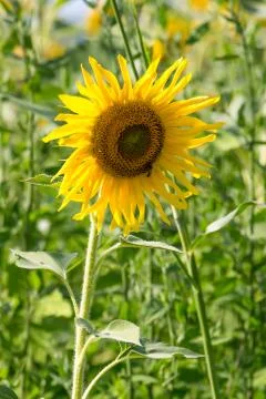 Sunflower in a field Stock Photos