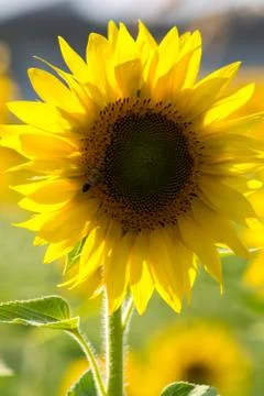 Sunflower in a field Stock Photos