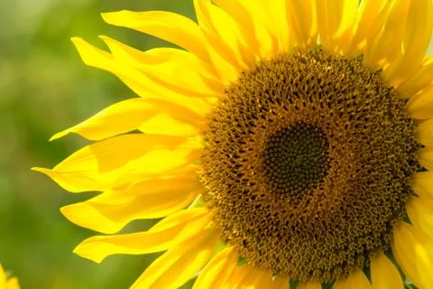 Sunflower in a field Foto stock