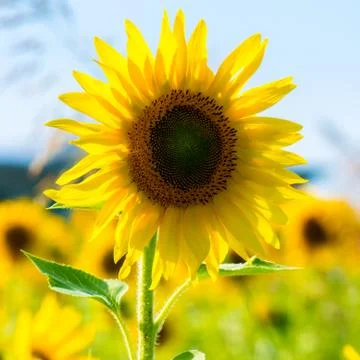 Sunflower in a field Stock Photos
