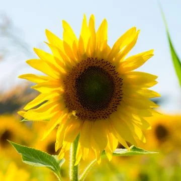 Sunflower in a field Foto stock