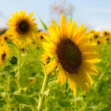 Sunflower in a field Foto stock